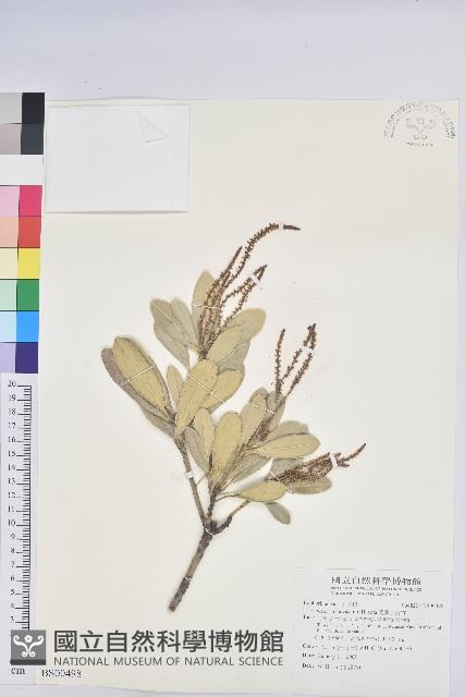 長梗盤花麻藏品圖，第1張