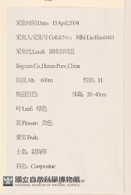 鼠麴草藏品圖，第2張