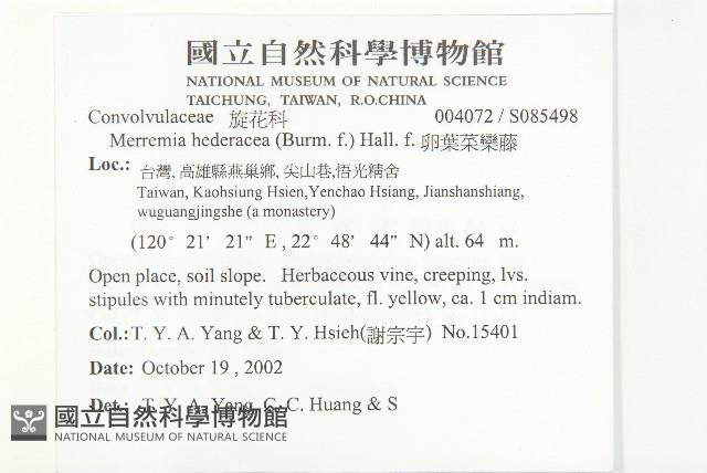 卵葉菜欒藤藏品圖，第2張