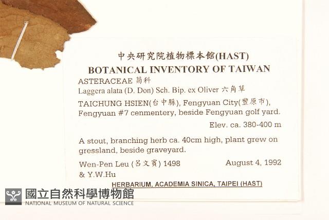 六角草藏品圖，第2張