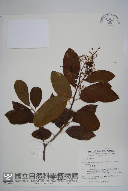 厚殼樹藏品圖，第1張