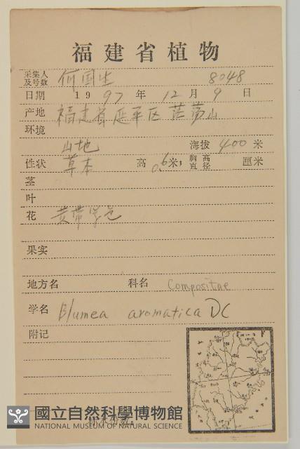 薄葉艾納香藏品圖，第2張