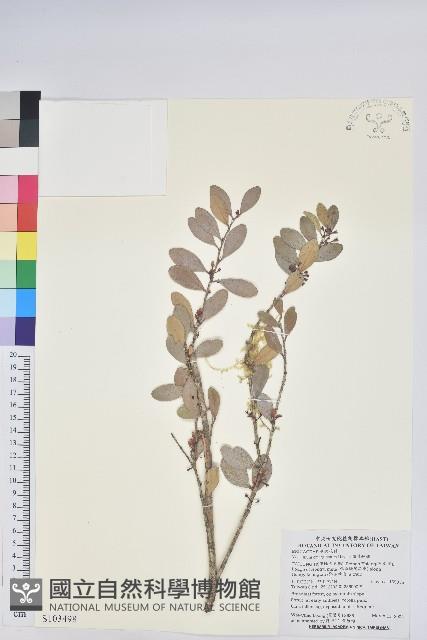 凹葉越橘藏品圖，第1張