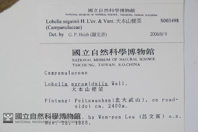 大本山梗菜藏品圖，第2張