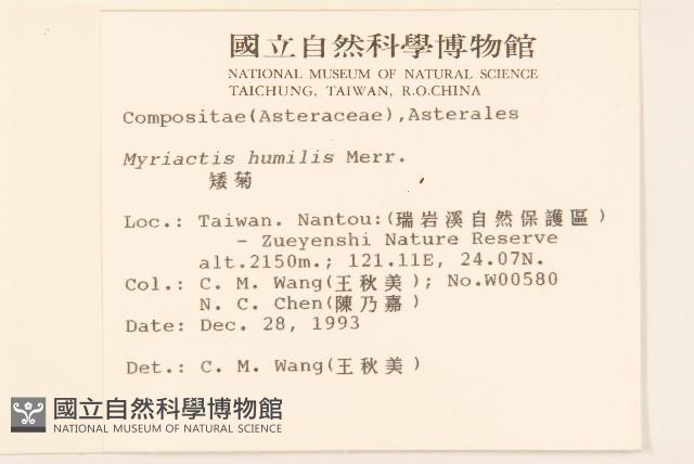 矮菊藏品圖，第2張