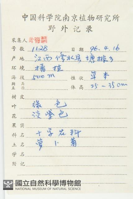 濱萊菔藏品圖，第2張