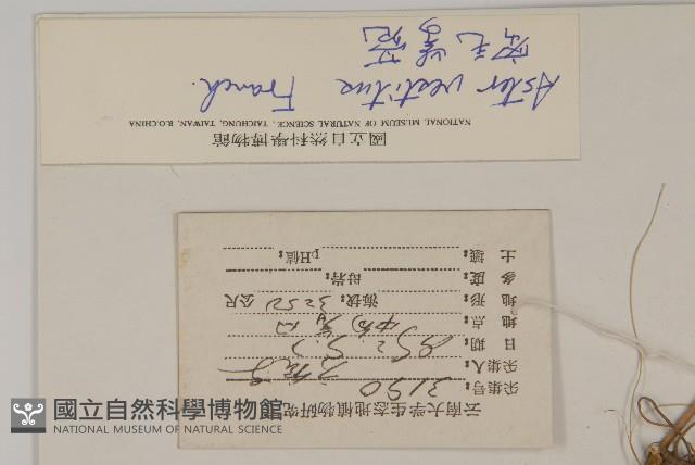 密毛紫菀藏品圖，第2張