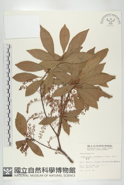 杜英、山杜英、蘭嶼杜英藏品圖，第1張
