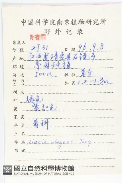 百日菊藏品圖，第2張