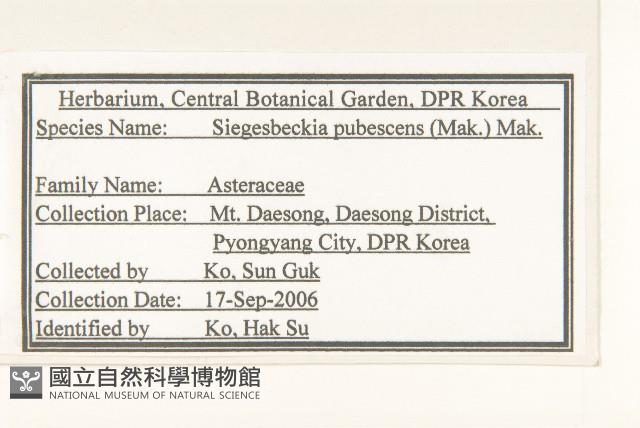腺梗豨薟藏品圖，第2張