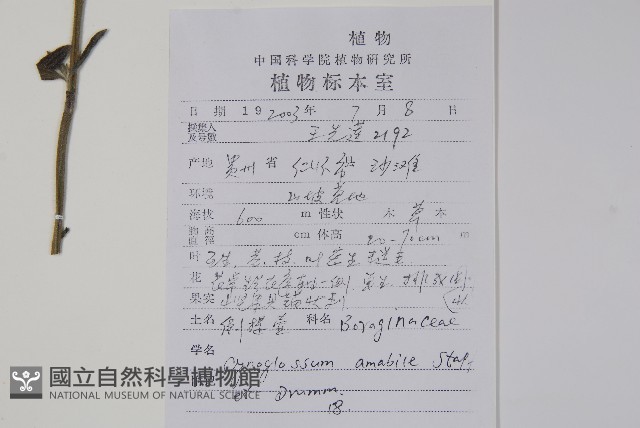 中國勿忘草藏品圖，第2張