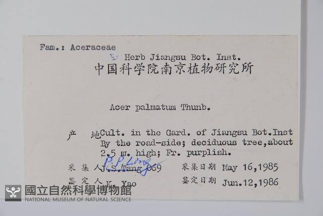 雞爪槭藏品圖，第2張