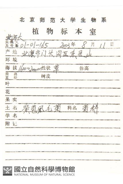 紫苞鳳毛菊藏品圖，第2張