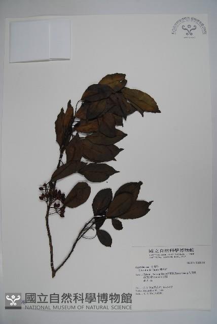 鐵冬青藏品圖，第1張