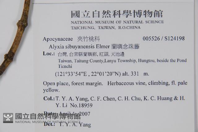 蘭嶼念珠藤藏品圖，第2張