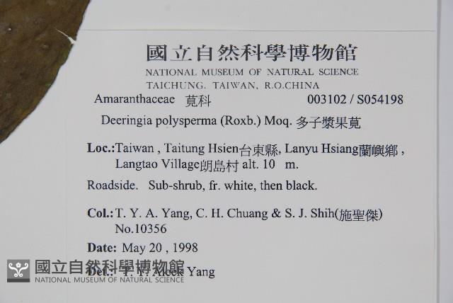 多子漿果莧藏品圖，第2張