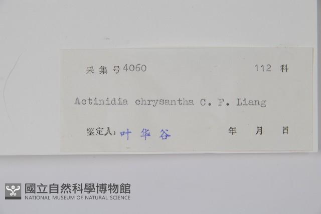 金花獼猴桃藏品圖，第2張