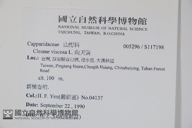 向天黃藏品圖，第2張