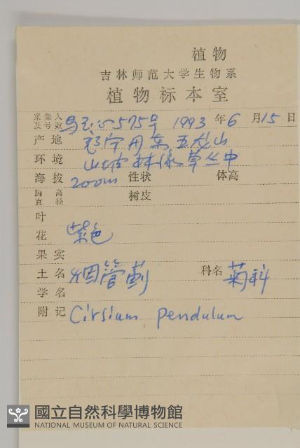 煙管草藏品圖，第2張