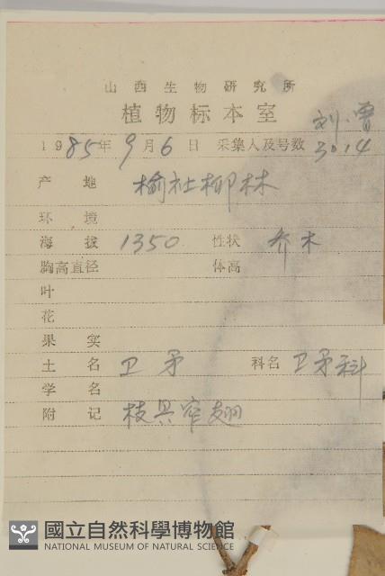 栓翅衛矛藏品圖，第2張