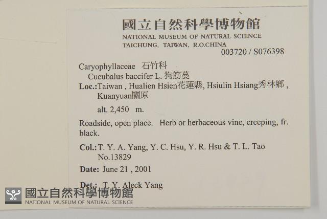 狗筋蔓藏品圖，第2張