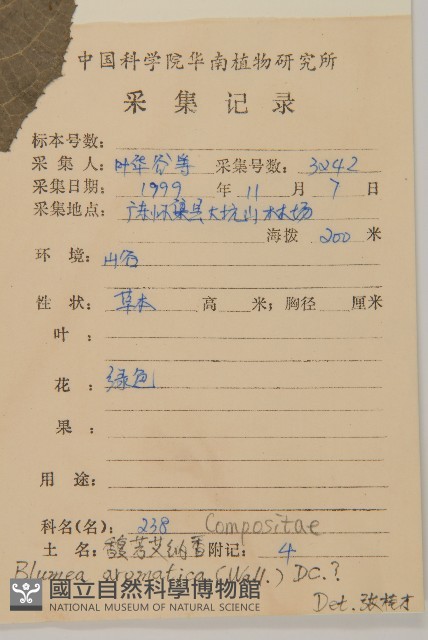 薄葉艾納香藏品圖，第2張