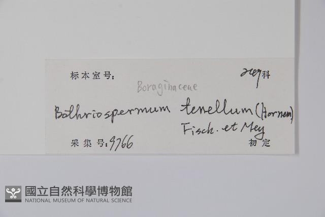 細纍子草藏品圖，第2張