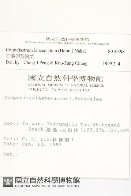 細葉假黃鵪菜藏品圖，第2張