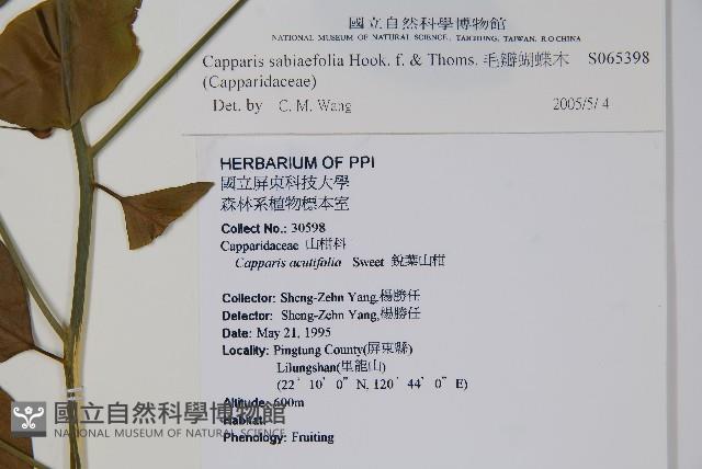 Accession Number:S065398 Collection Image, Figure 2, Total 2 Figures