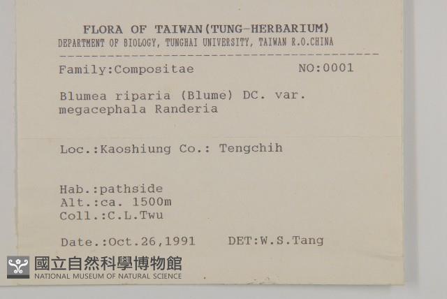 大頭艾納香藏品圖，第2張