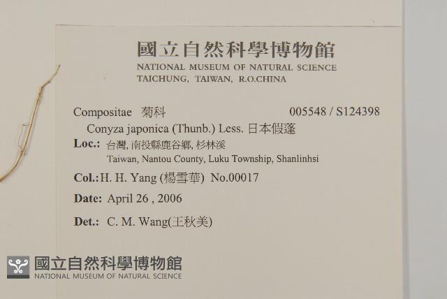 日本假蓬藏品圖，第2張