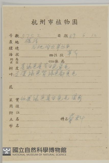 魚眼菊藏品圖，第2張