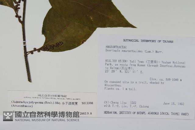 多子漿果莧藏品圖，第2張