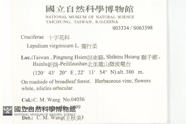 獨行菜藏品圖，第2張