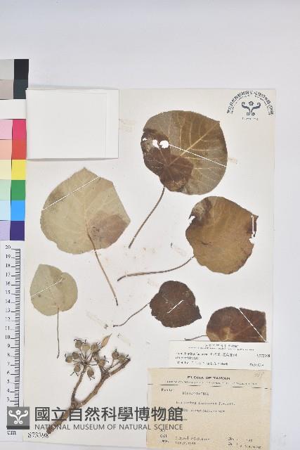 圓葉血桐藏品圖，第1張