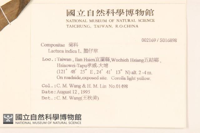 鵝仔草藏品圖，第2張