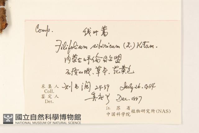 線葉菊藏品圖，第2張