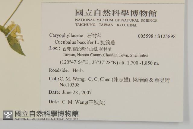 狗筋蔓藏品圖，第2張