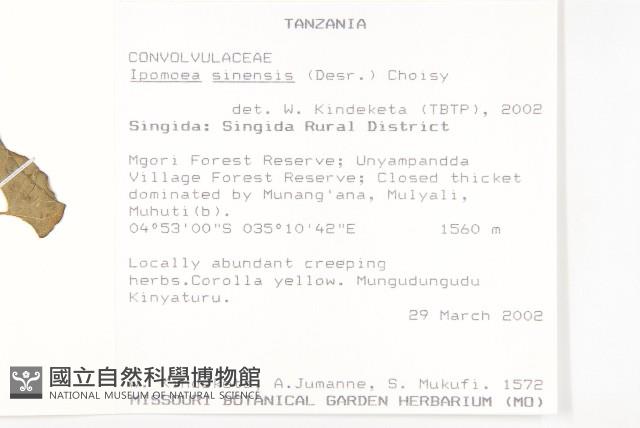 白花牽牛藏品圖，第2張