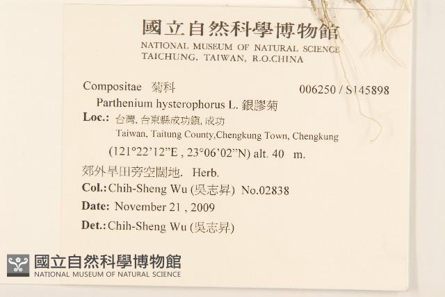 銀膠菊藏品圖，第2張