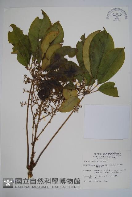 鵝掌柴、江某、鴨腳樹藏品圖，第1張