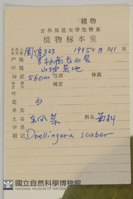 東風菜藏品圖，第2張