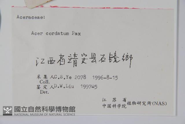 紫槭藏品圖，第2張