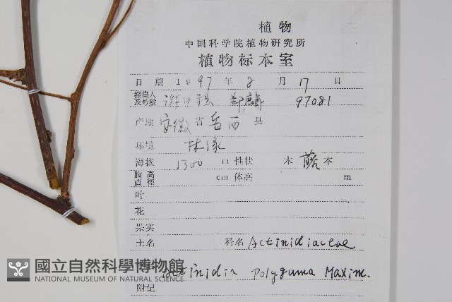 木天蓼、葛棗獼猴桃、葛棗子藏品圖，第2張