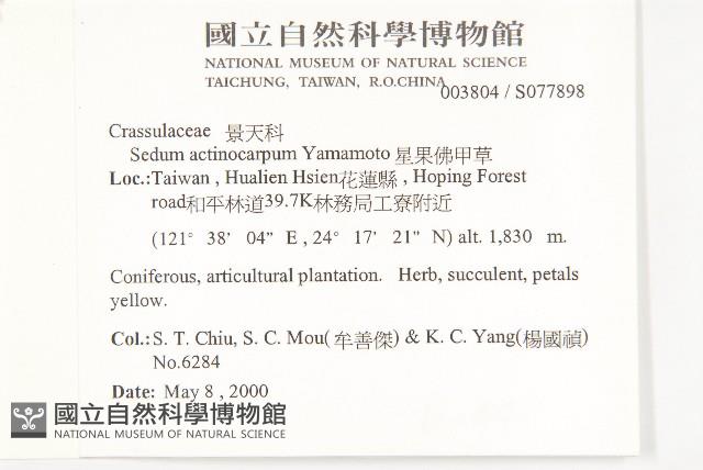 星果佛甲草藏品圖，第2張