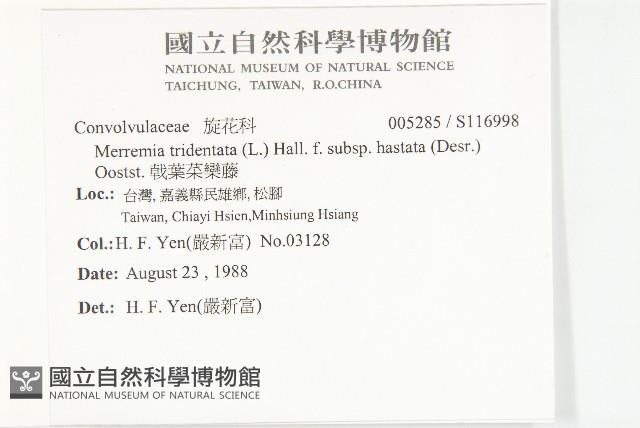 戟葉菜欒藤藏品圖，第2張