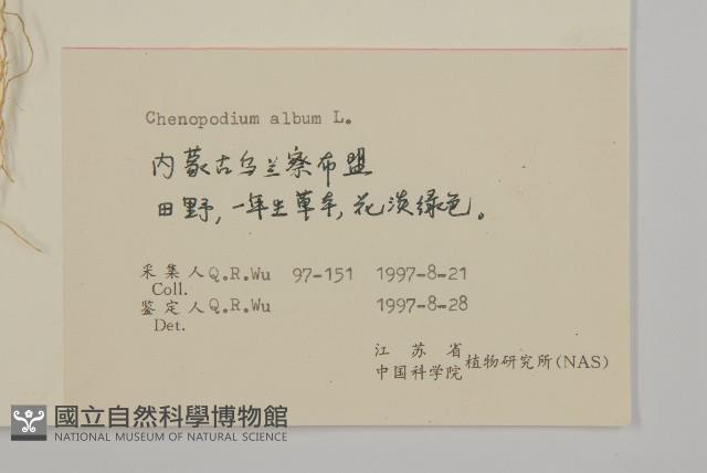 藜、灰藜藏品圖，第2張