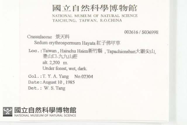 紅子佛甲草藏品圖，第2張