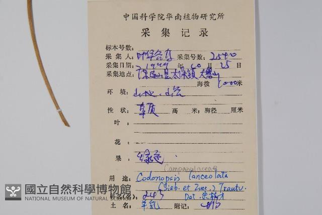 羊乳、四葉參藏品圖，第2張