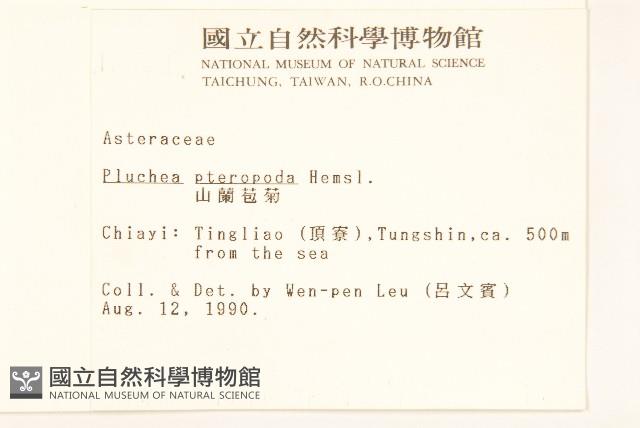 光梗闊苞菊藏品圖，第2張